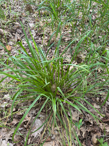 Carex blanda observed 2026-06-28