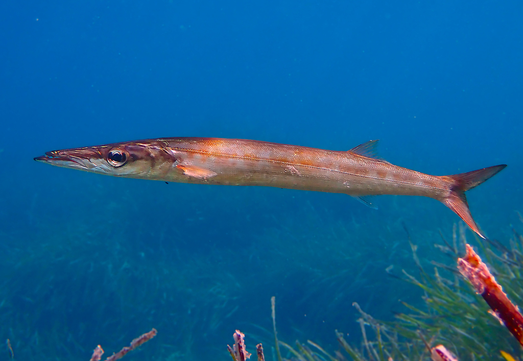 European Barracuda