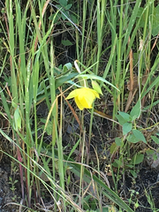 Calochortus pulchellus