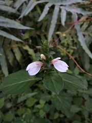 Justicia petiolaris