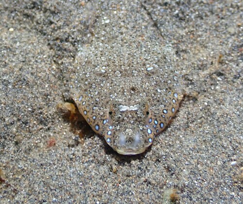 Sailfin Dragonet