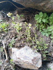 Arabidopsis suecica