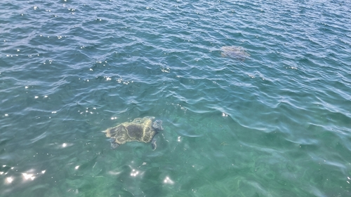 Loggerhead Sea Turtle
