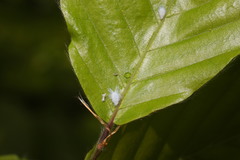Phyllaphis fagi