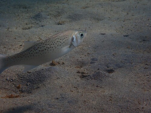 Spotted Seabass