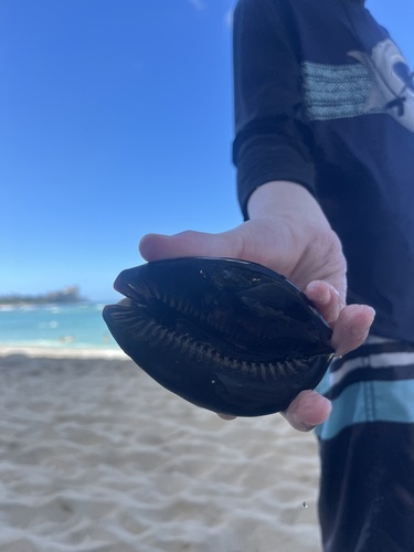 Cypraea mauritiana observed 2026-06-28