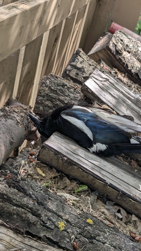 Black-billed Magpie