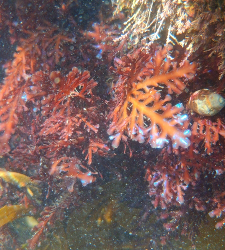 Pterocladia observed 2026-06-27