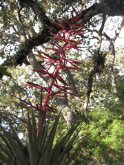 Tillandsia gymnobotrya