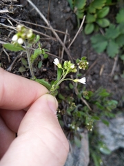 Arabidopsis suecica