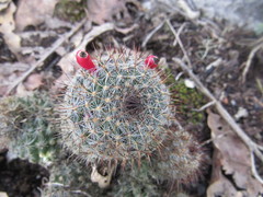 Mammillaria haageana