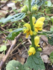 Lamium galeobdolon montanum