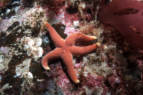 Henricia oculata