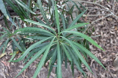 Faurea macnaughtonii