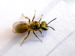 Lasioglossum zephyrus