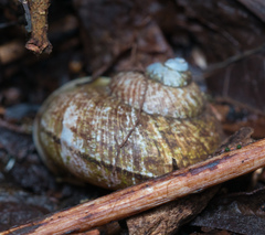 Cyclophorus punctatus