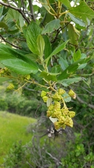 Ceanothus arboreus