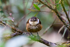 Pseudocolaptes boissonneautii