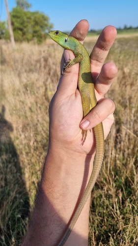 Balkan Green Lizard