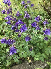 Aquilegia atrata