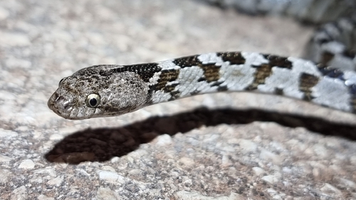 Cat Snake