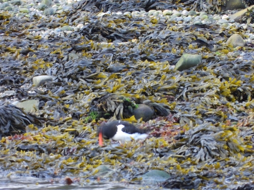 Eurasian Oystercatcher