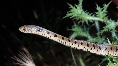 grass snake