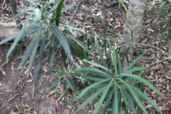 Faurea macnaughtonii