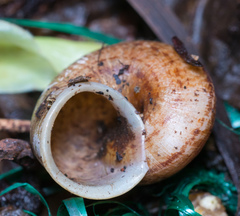 Cyclophorus punctatus