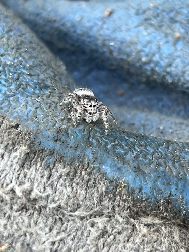 Putnam's Jumping Spider