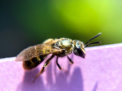 Lasioglossum zephyrus
