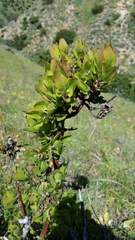 Arctostaphylos catalinae