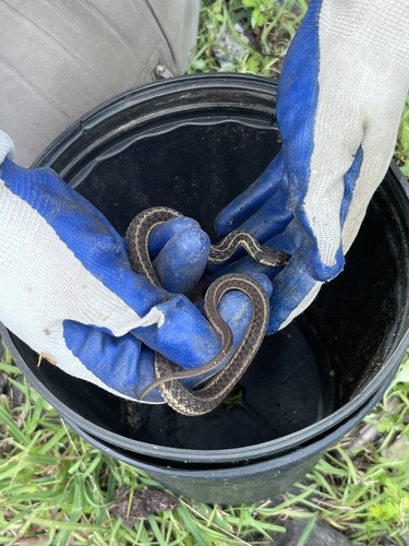 Eastern Garter Snake