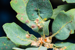 Neuroterus saltatorius