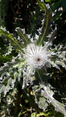 Cirsium occidentale occidentale