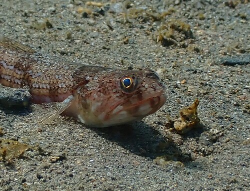 Atlantic Lizardfish