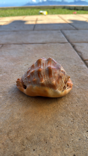 Cypraecassis rufa, 2026-06-28