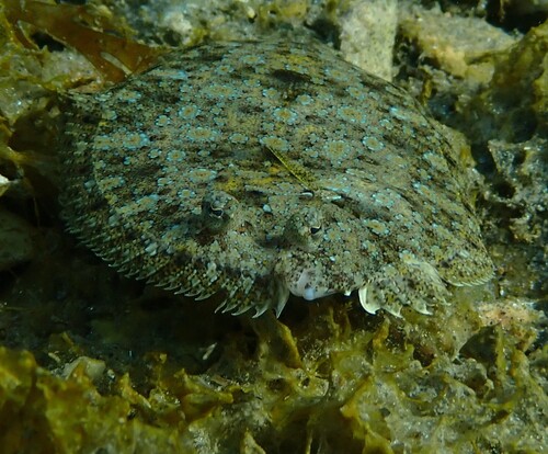 Wide-eyed Flounder