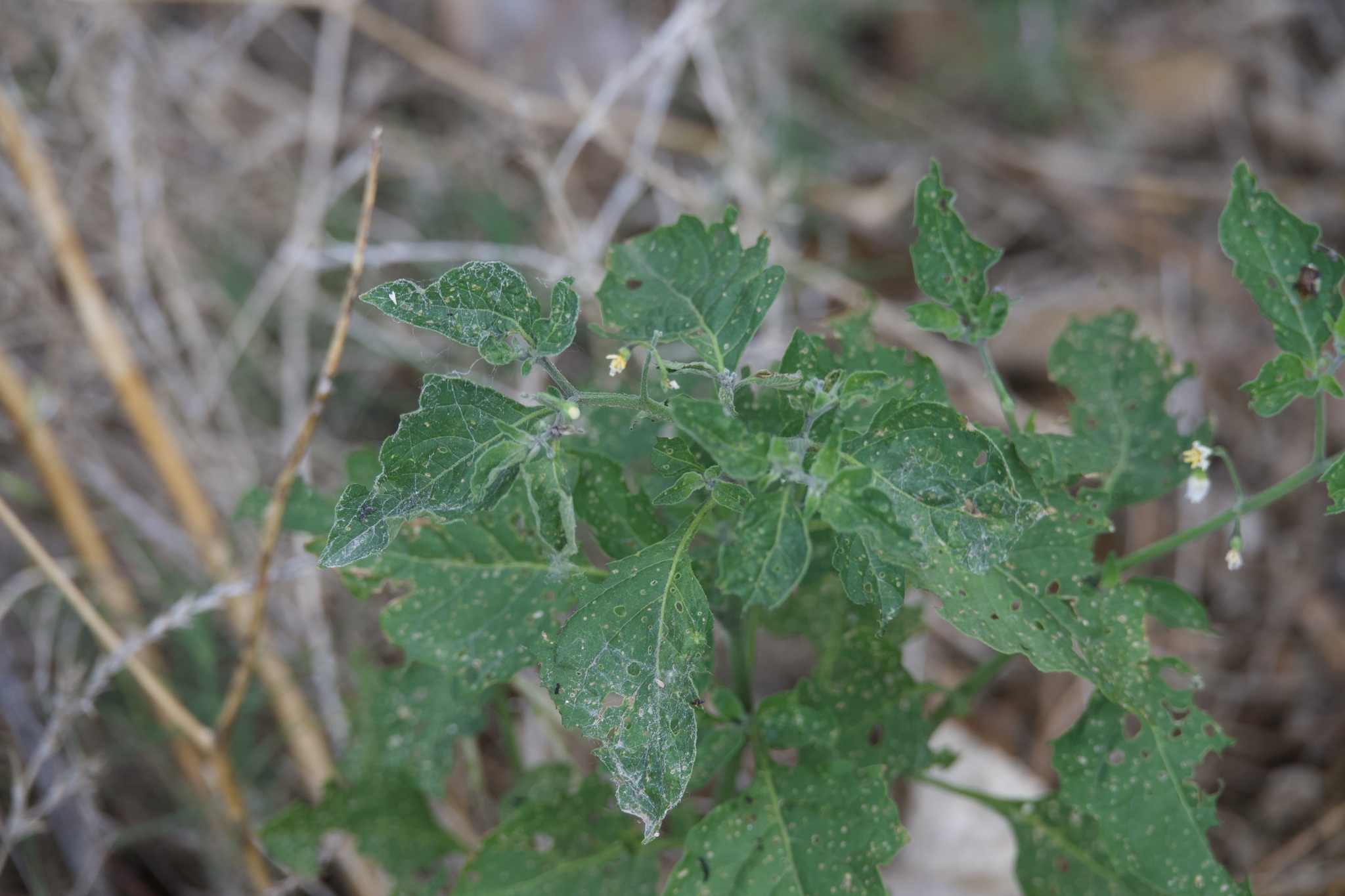 Black nightshade
