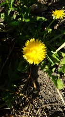 Taraxacum