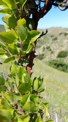 Arctostaphylos catalinae