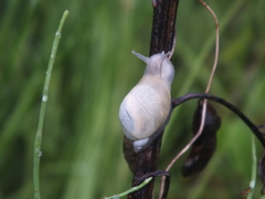 Succinea lauta