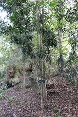 Faurea macnaughtonii