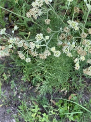 Hymenopappus artemisiifolius