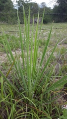 Yucca constricta