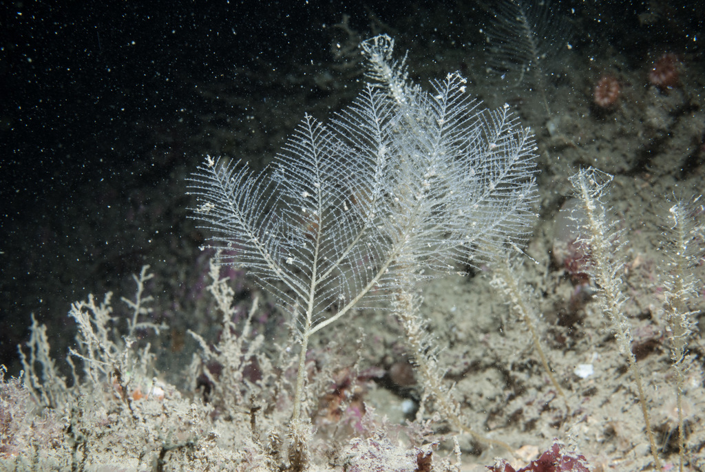 Schizotricha frutescens