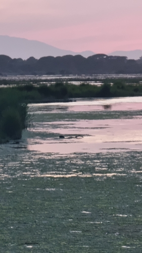 Coypu