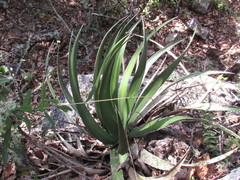 Agave ghiesbreghtii