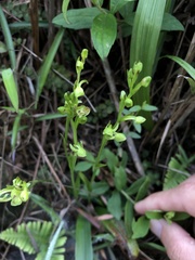 Platanthera minor