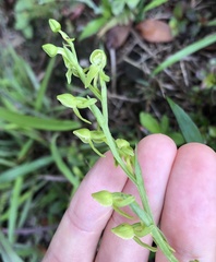 Platanthera minor